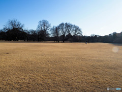 冬の新宿御苑