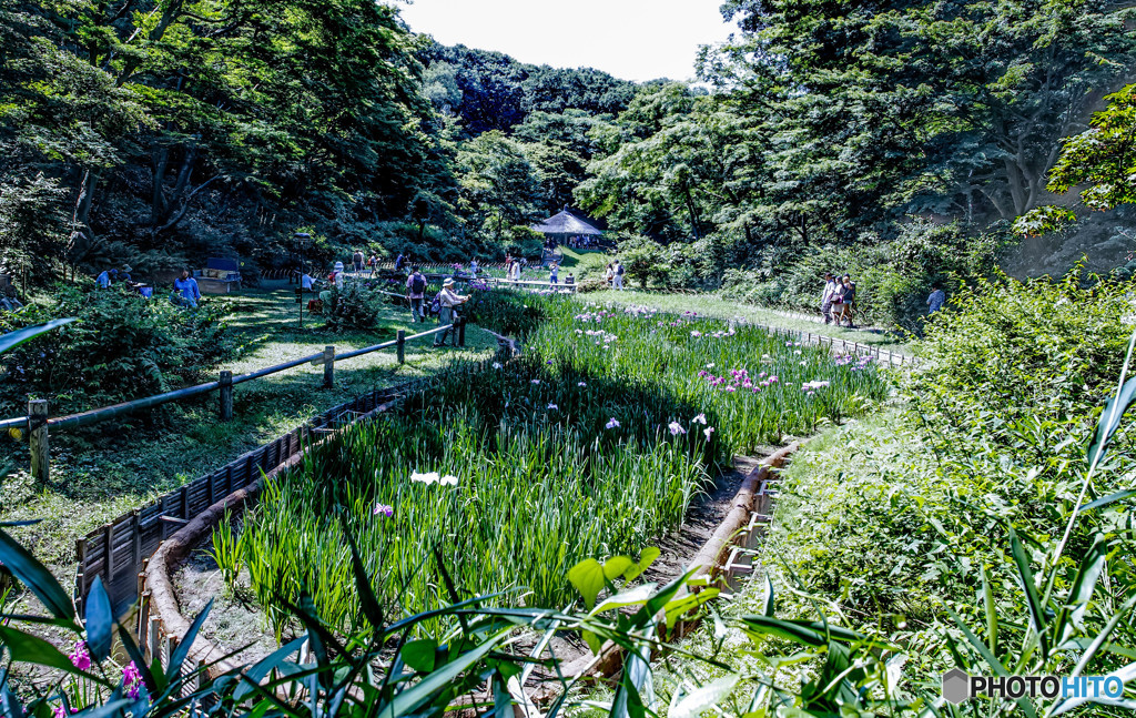 明治神宮の菖蒲田