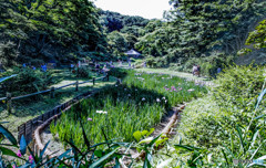 明治神宮の菖蒲田