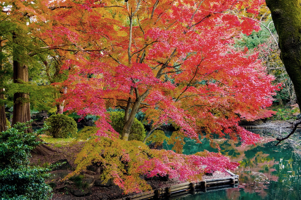 池のほとりの紅葉