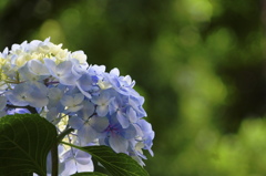 紫陽花