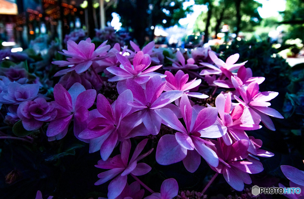 紫陽花のある風景