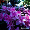 紫陽花のある風景