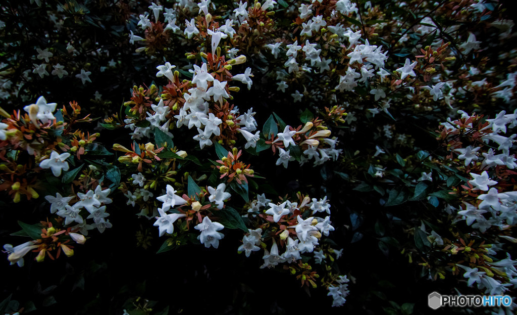 Abelia