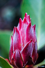 プロテア・リトルプリンス