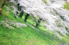 土手の桜