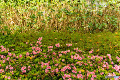 花のある風景