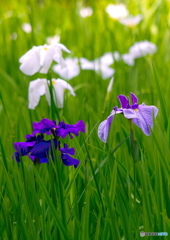 菖蒲