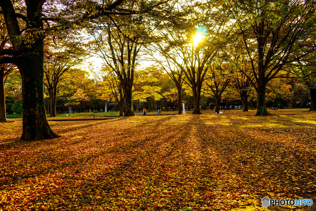 午後の代々木公園