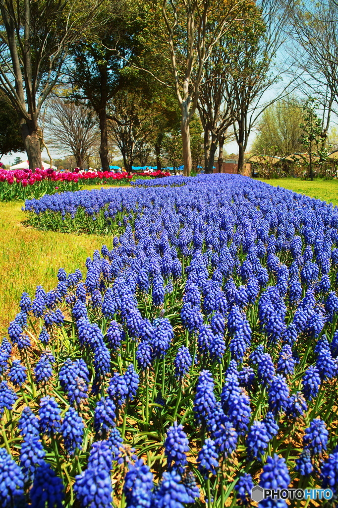 ムスカリが咲く公園