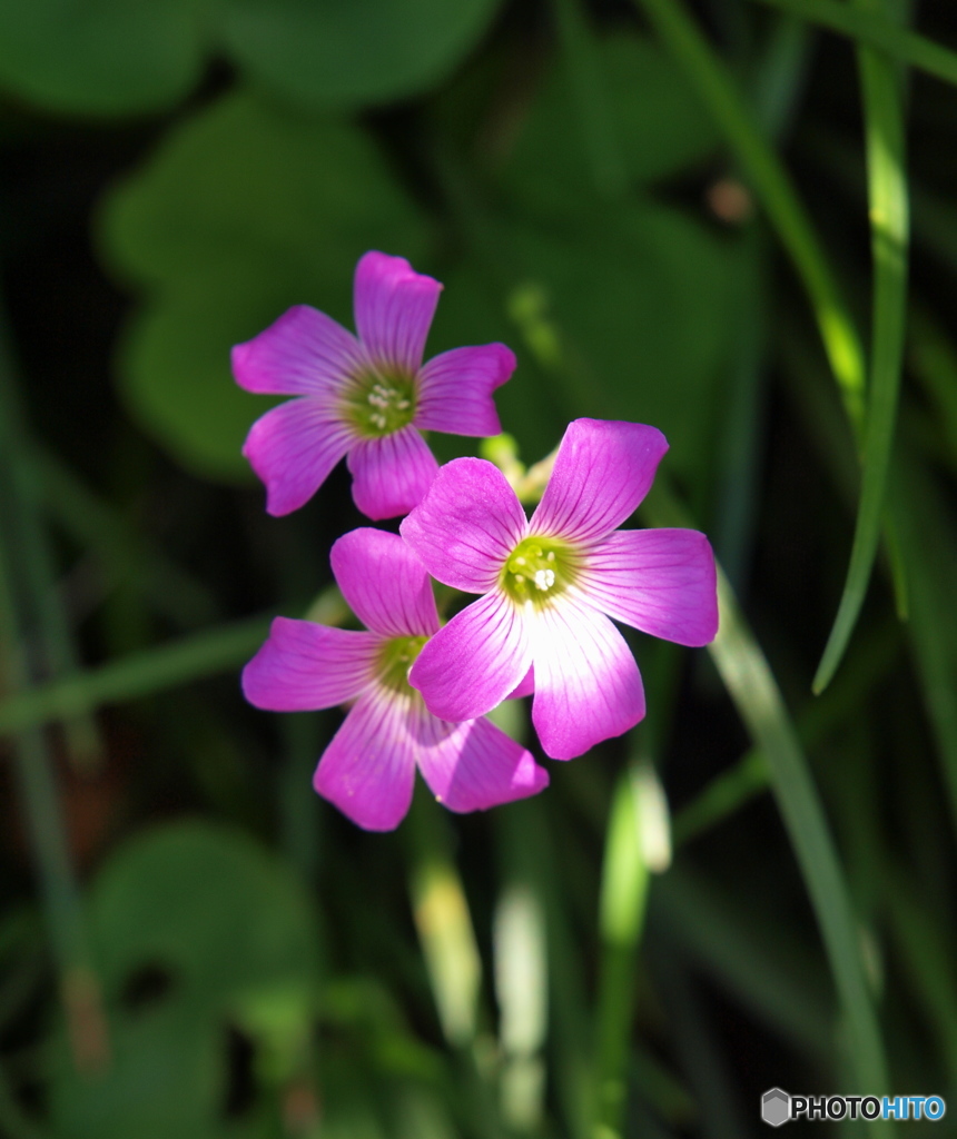 小さな花