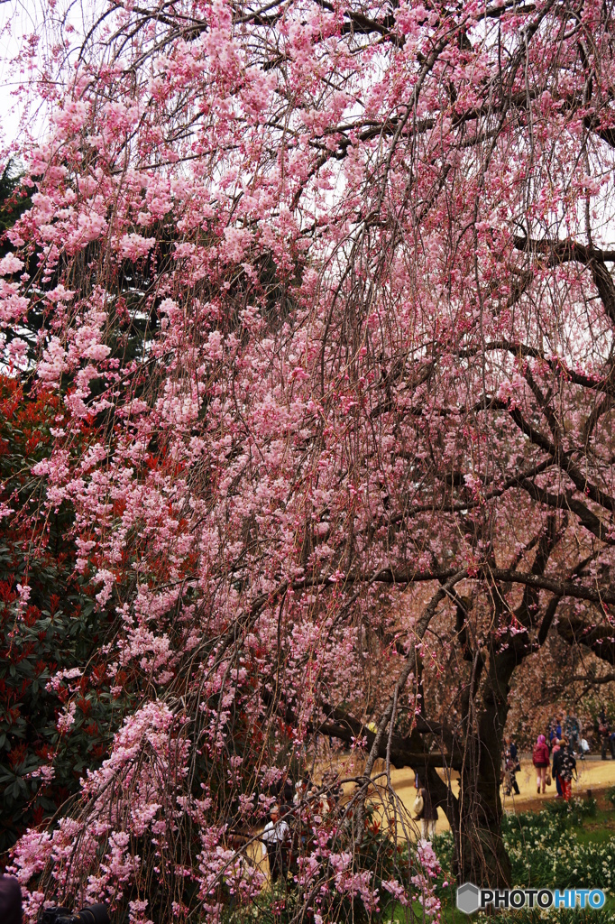 枝垂桜