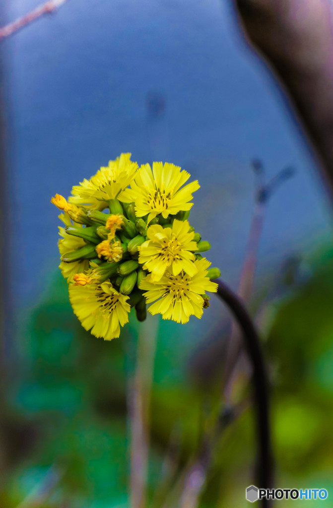 雑草の花