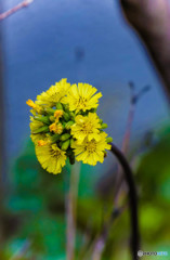 雑草の花