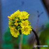 雑草の花
