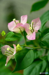 ブーゲンビレア