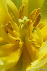 蕊