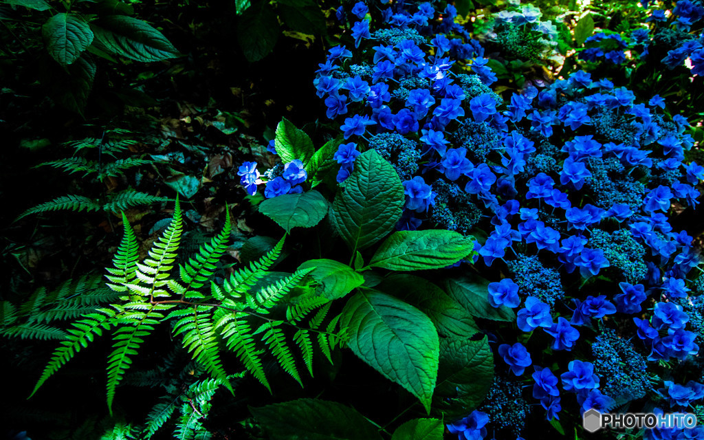 紫陽花のある風景