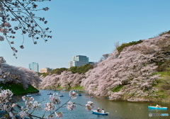 千鳥ヶ淵にて