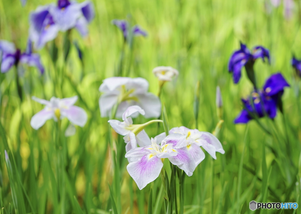 菖蒲