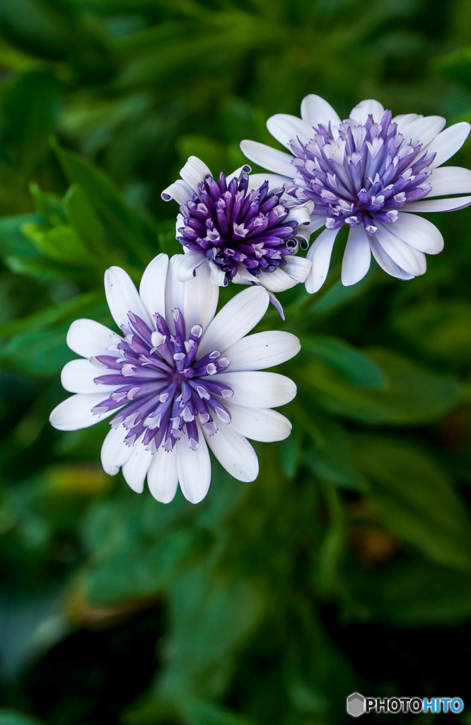 夏に咲く花 By ｓａｔｕｍａ Id 写真共有サイト Photohito