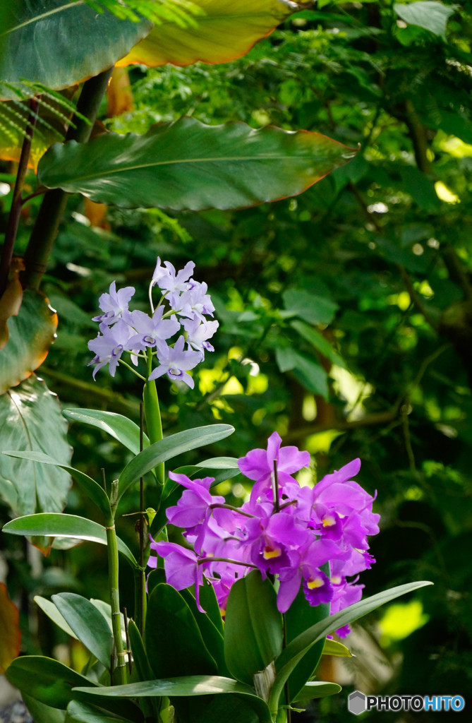 温室の植物