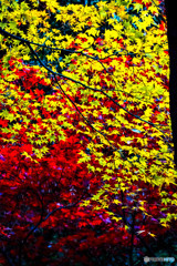 紅葉