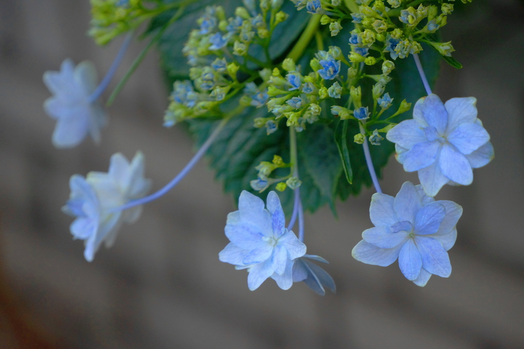 紫陽花