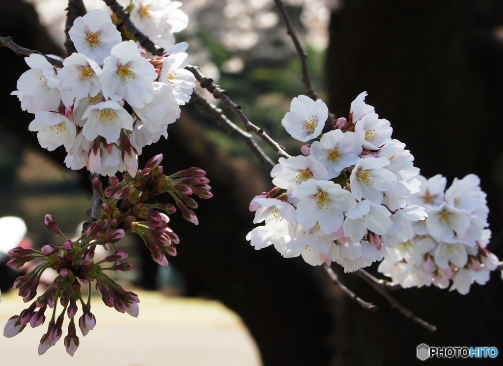 桜