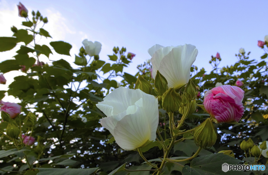 花