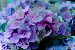 紫陽花