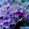 紫陽花
