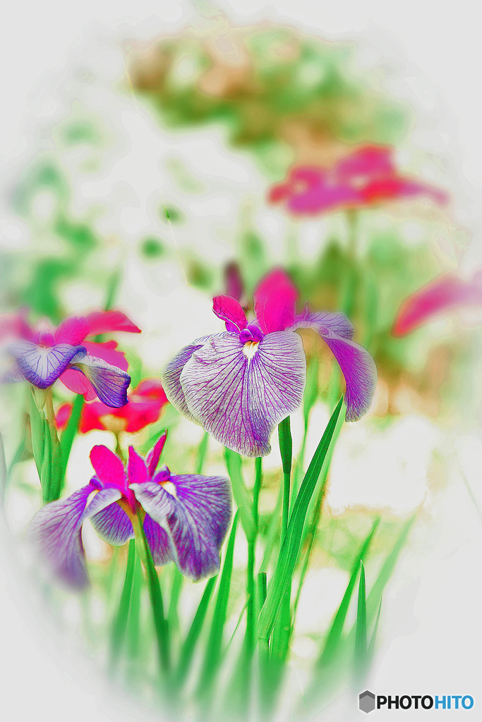花菖蒲
