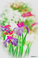 花菖蒲