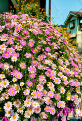 デジカメ散歩・花のある風景