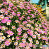 デジカメ散歩・花のある風景