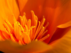 ハナビシ草の蕊