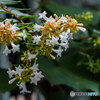 Abelia