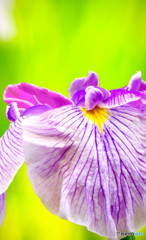 菖蒲