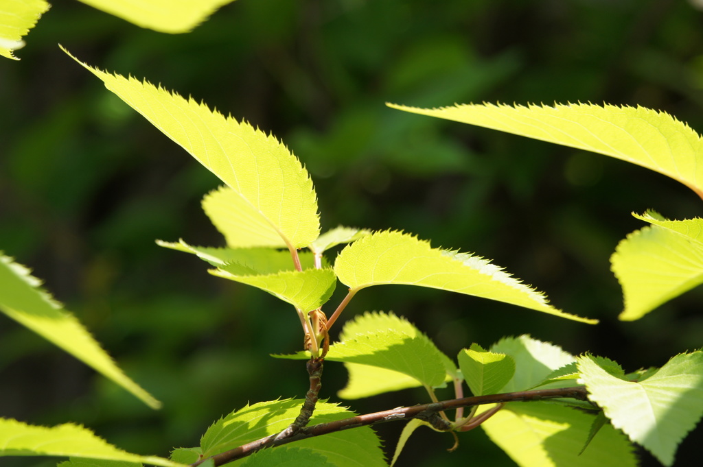 桜の葉