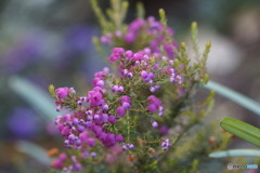 冬の花