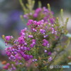 冬の花
