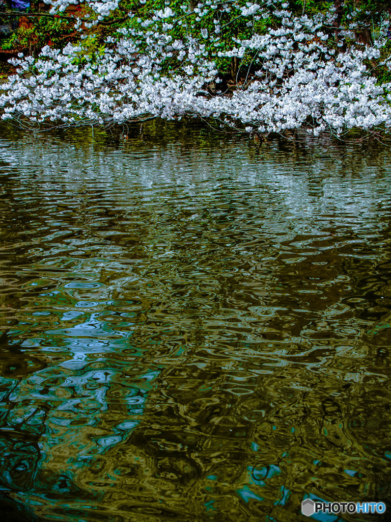 水面に咲く桜