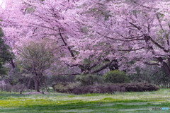 春の風景
