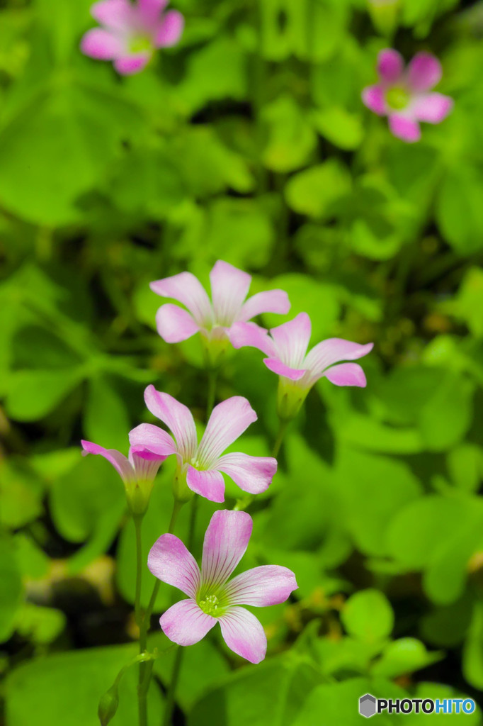 小さな花の世界