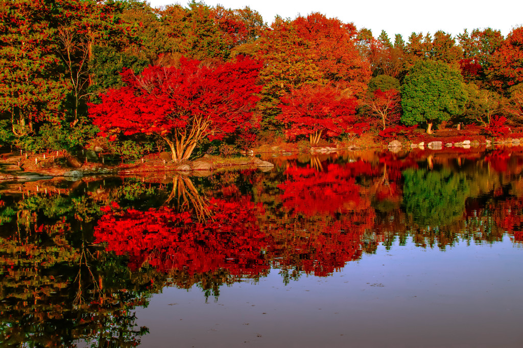 公園の秋