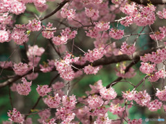 早咲きの桜