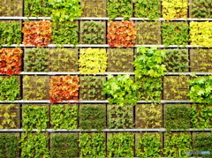 植物模様