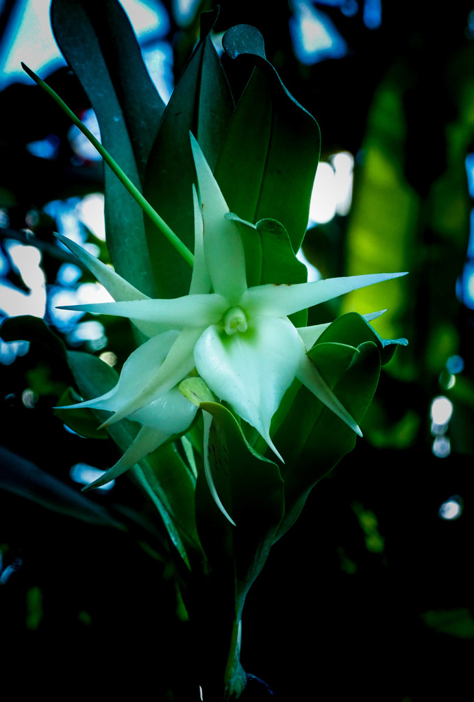 温室の花