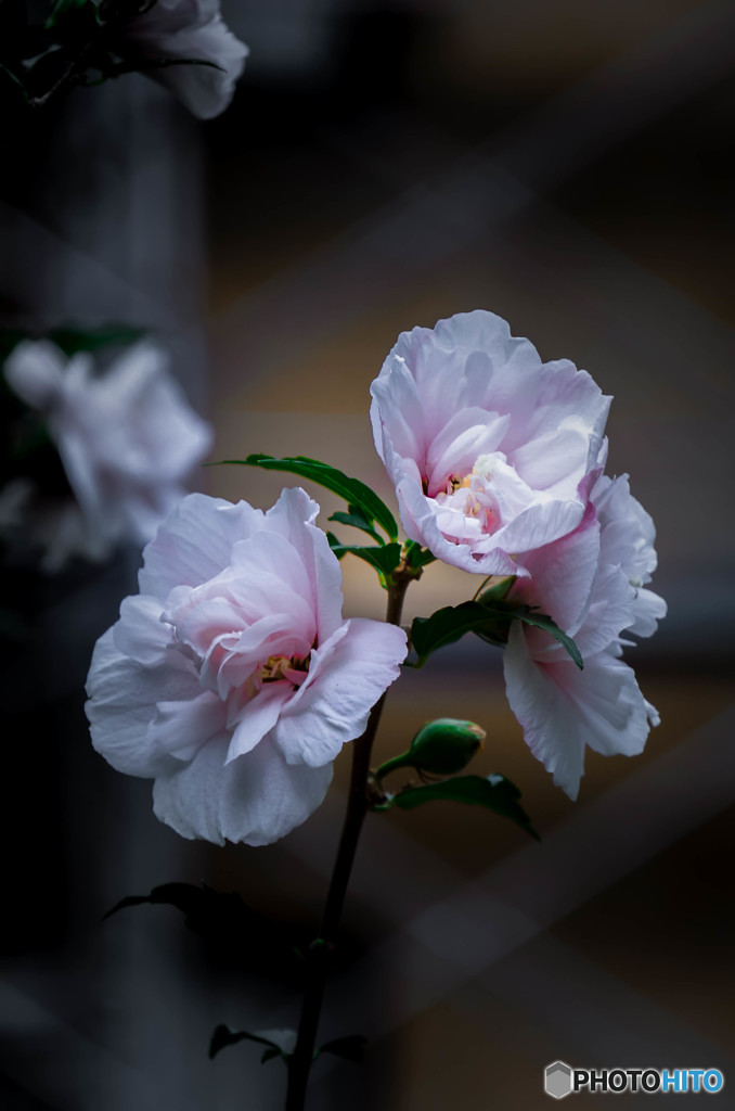 優美